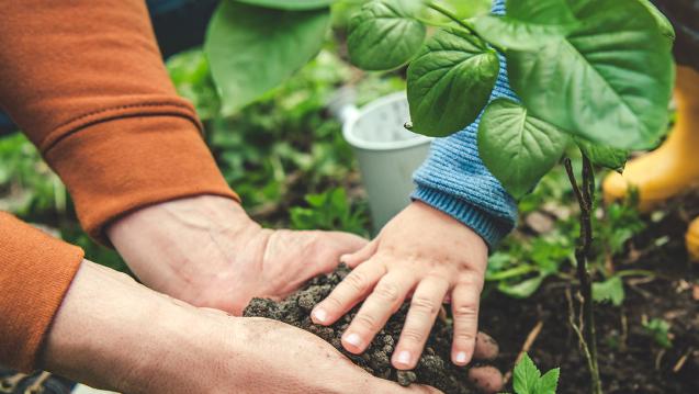 Hands in the dirt in a garden